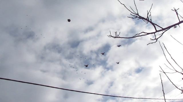 николаевские голуби п зимовники Павел тел 89281971109 89281179409 7 февраля 2021г смотреть онлайн