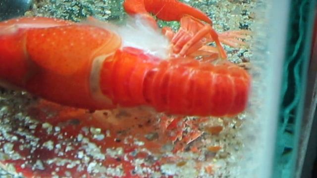 Как линяют раки смотреть онлайн