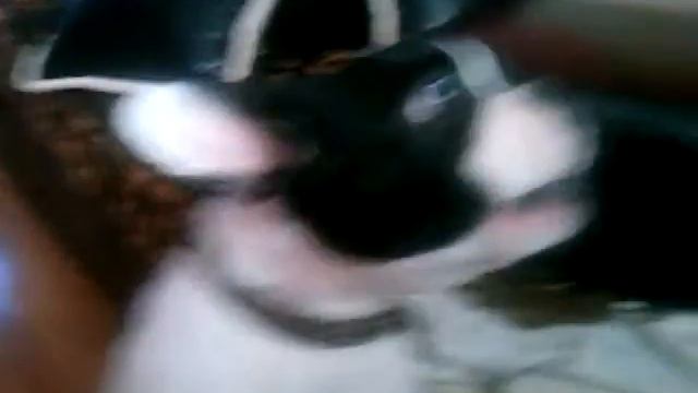 французский бульдог поет смотреть онлайн