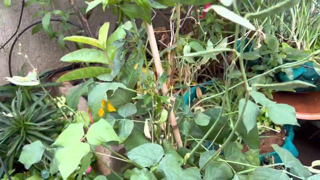 Veggies in a corner space смотреть онлайн