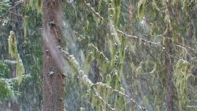 Мировое дерево. Первый житель леса. Сойка смотреть онлайн