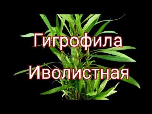 Гигрофила иволистная. Содержание и уход.