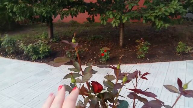 САД СВОИМИ РУКАМИ Первые шаги смотреть онлайн