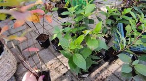 Получили осенью саженцы гортензий,что делать дальше?