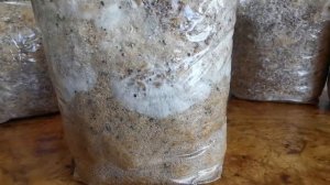 8. Ежевик (ежовик) гребенчатый захватывает дубовые опилки.