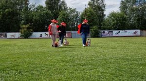 Спектакль "Д'Артаньян и три мушкетёра" в исполнении корги-звезд театральной сцены Ярославля!