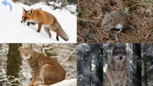 Обучающее видео для детей - Учим животных леса