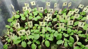 Обязательно сделайте так. Всходы петунии не вытянутся и не упадут. Коренастая рассада петуний.