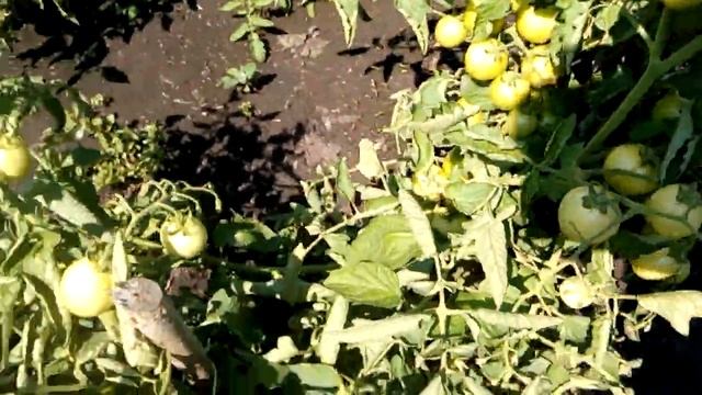 Помидоры Солероссо и Розовые щечки смотреть онлайн