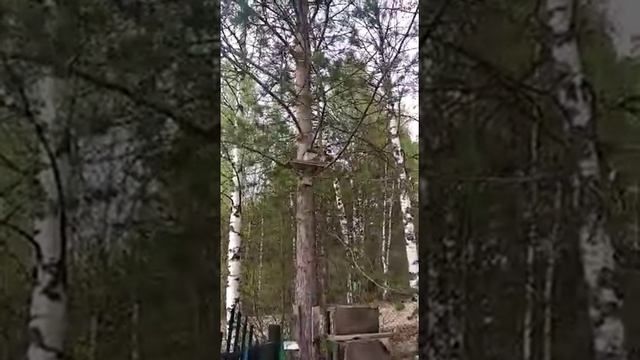 Дача.Белка ругается. смотреть онлайн