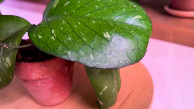 Hoya Elephant - настоящий слон коллекции