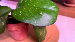 Hoya Elephant - настоящий слон коллекции