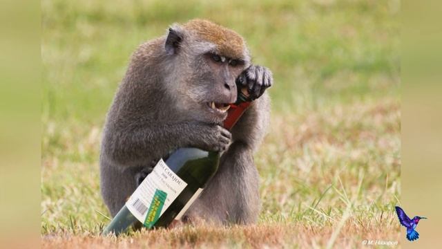 Как пьяный лось запутался в ДЕРЕВЕ / Как спиваются лоси и другие животные в дикой природе смотреть онлайн