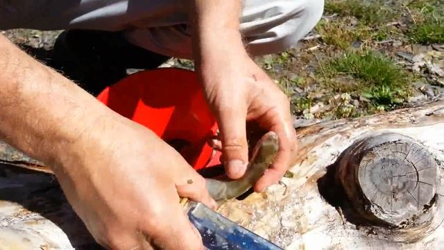 Уха из форели в ангидинском лесу смотреть онлайн