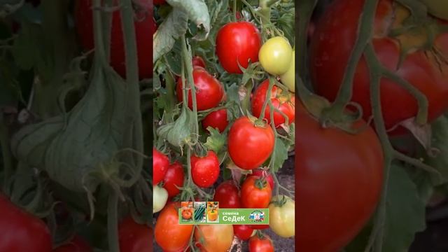 Томат Железная Леди. Показываем. смотреть онлайн