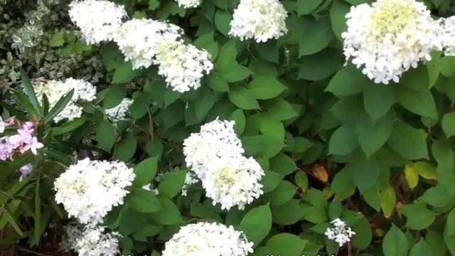 Hydrangea paniculata 'Limelight' смотреть онлайн