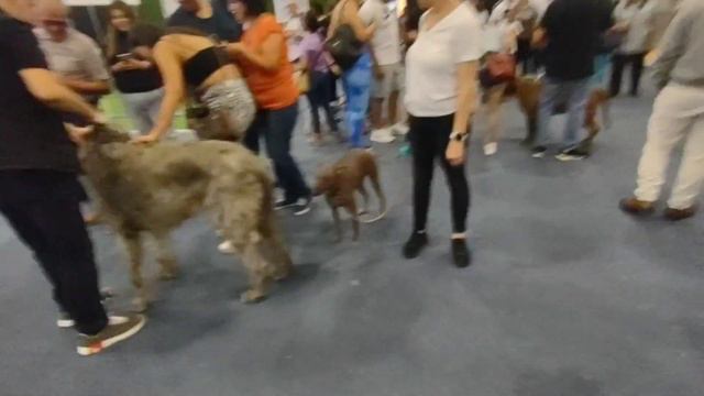 EXPO CAN 2023 EL GIGANTE LOBERO IRLANDES смотреть онлайн