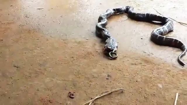 What They Found Inside This Snake Shocked The Whole World смотреть онлайн