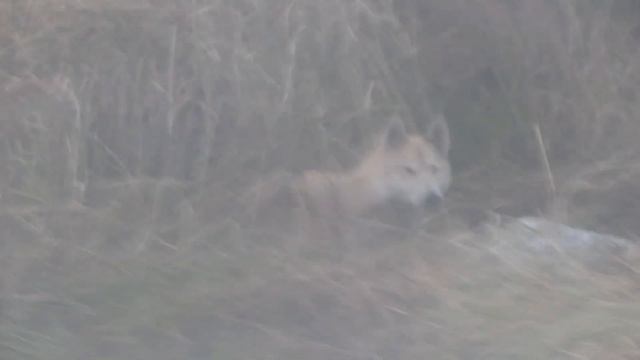 Лайма Соболь Тайна/Выставки/Прогулки/ смотреть онлайн