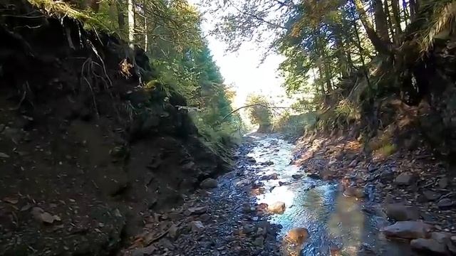 Лесные угощения