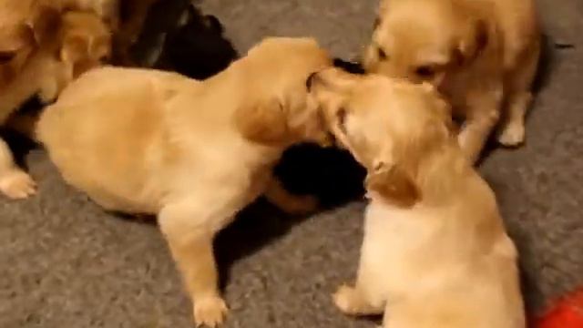CACHORROS HOVAWART. LOS HOVAWARTS DE SALTAGAVIAS. смотреть онлайн