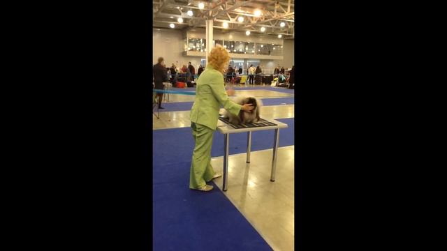 Евразия-2015, воскресенье, ринг пекинесов смотреть онлайн