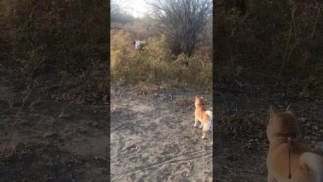 Funny Shiba inu Сиба ину #сибаину #shibainu #собаки смотреть онлайн