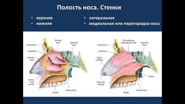Общая анатомия черепа. Потоки Г, Е. 06.10.2022 - 14:15 смотреть онлайн