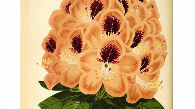 Vintage Botanical Prints - 23 in a series - Rhododendron Marchioness of Landsdowne смотреть онлайн