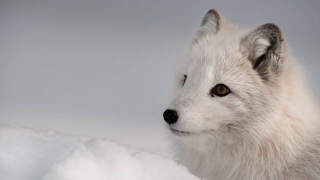 Рыбаки Подумали, Что Нашли Тюленя на Айсберге, но Когда Приблизились Были Поражены смотреть онлайн