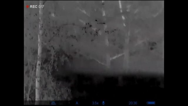 Стада лосей и неуловимые кабаны + сьемки на тепловизор Axion XQ38 смотреть онлайн