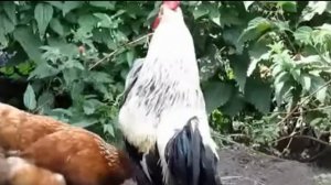 Петух кукарекает. Пение петуха. Деревня