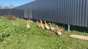 Утки индийские бегунки. Отличные несушки!