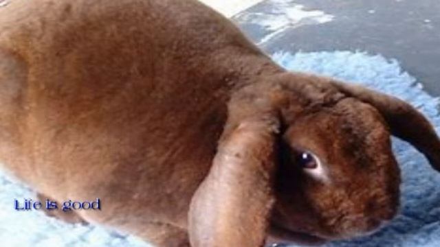 Гороскоп рождённых в год Кролика ! смотреть онлайн