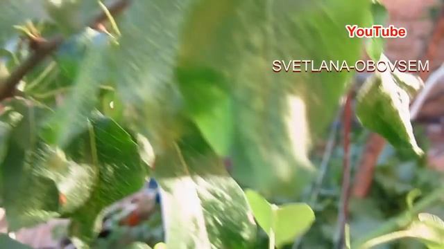 ГАЛЛОВЫЙ КЛЕЩ НА КАРЛИКОВОЙ ГРУШЕ ..ОБРАБОТАЙ ЭТИМИ ПРЕПАРАТАМИ И СПАСЕШЬ ДЕРЕВО смотреть онлайн