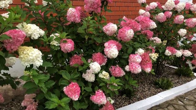 Гортензия метельчатая Ванилла Фрейз. Август. смотреть онлайн