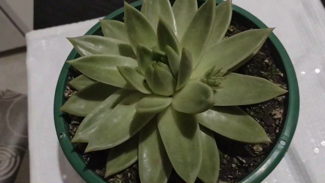 suculenta echeveria agavoide/estrela смотреть онлайн