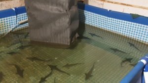 Выращивание осетров в бассейне на черную икру.