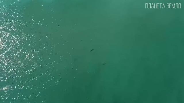 Чёрное море: Горящее море "мёртвых" глубин | Интересные факты про Чёрное море смотреть онлайн
