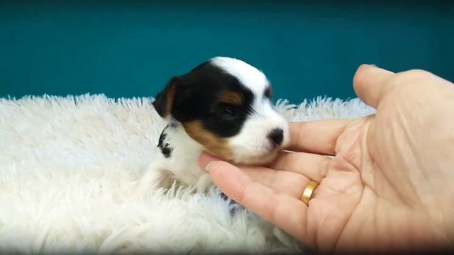 Бивер терьер, питомник кане пер ла вита. www.dog-mini.ru смотреть онлайн