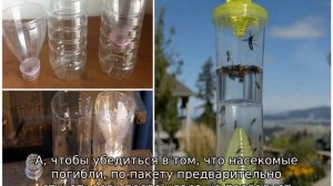 Как избавиться от ос в доме