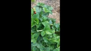 ПОЛКА  КЛУБНИКА  ОПИСАНИЕ  СОРТА . КЛУБНИКА ПОЛКА  ОТЗЫВЫ САДОВОДОВ