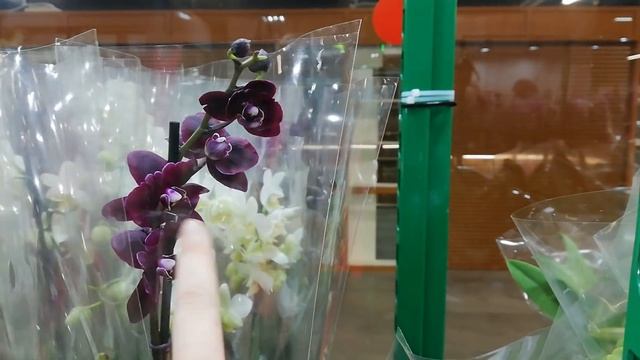 #орхидея #ФудСити Новый завоз Орхидей, Каттлеи, Зигопеталумы и Тилландсии 15 октября 2019 г. смотреть онлайн