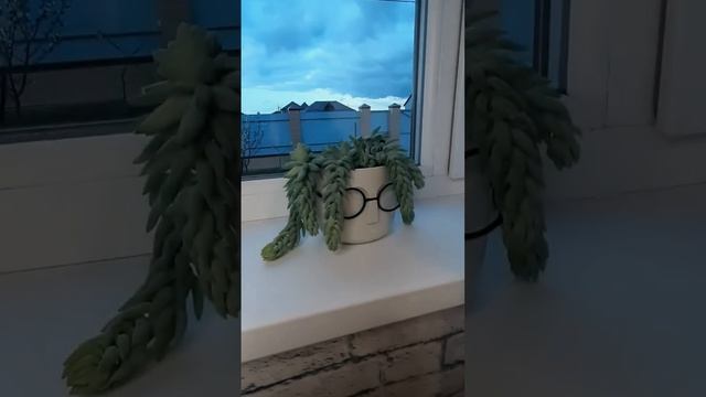 Цветок "ослиный хвост" на подоконник в детскую? #красиво #пересадка #декор смотреть онлайн