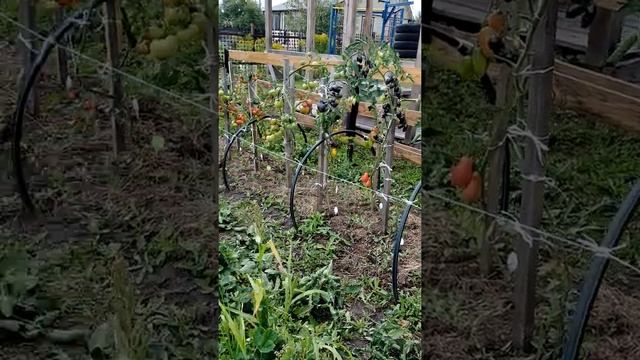 Красивый огород круглый год - забор, грядки и короба. A beautiful vegetable garden all year round. смотреть онлайн