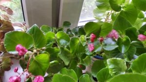Бегонии вечноцветущие. Грунт, размер горшка, уход.
