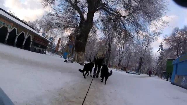 Прогулка с собаками 🐺🐶