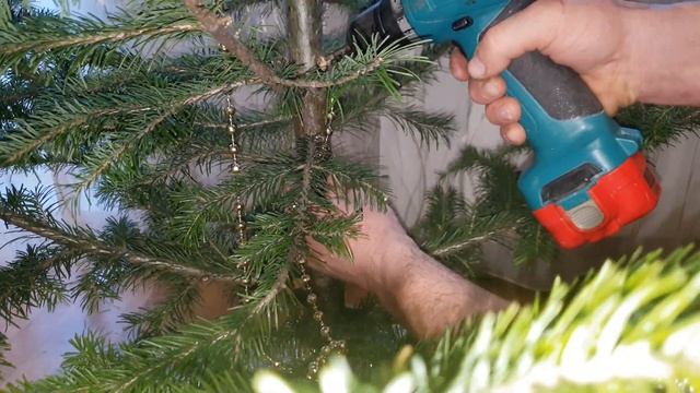 Как восстановить обломленную ветку на новогодней елке (пихте)