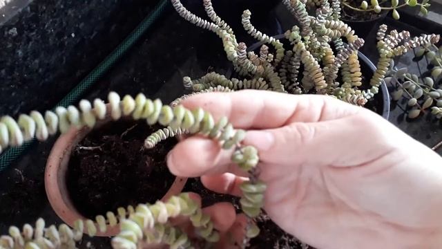 Propagação Suculentas Crassula Marnierana E Cotyledon Pendens