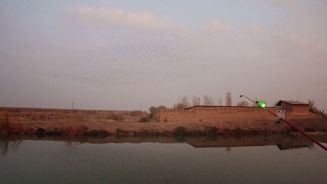 Обзор японской снасти Херабуна с Аццким Жгунычем, рыбалка на сазана. смотреть онлайн